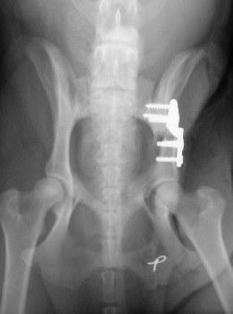 displasia dell'anca del cane :trattamento chirurgico