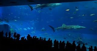 L'acquario più grande del mondo...