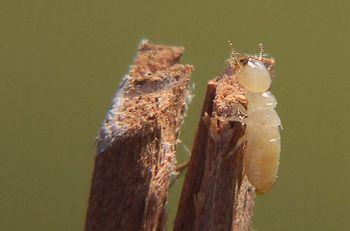 Una termite lavoratrice
