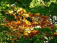 Nuovi ed antichi colori del bosco in autunno