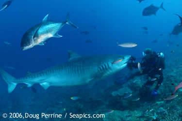 Shark feeding