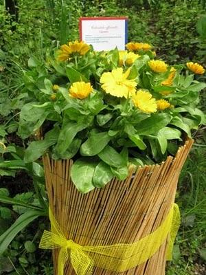 Castello di Pralormo: Messer Tulipano, seconda ed ultima parte Castello di Pralormo: Messer Tulipano, seconda ed ultima parte