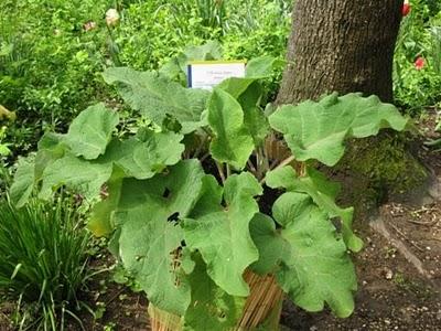 Castello di Pralormo: Messer Tulipano, seconda ed ultima parte Castello di Pralormo: Messer Tulipano, seconda ed ultima parte