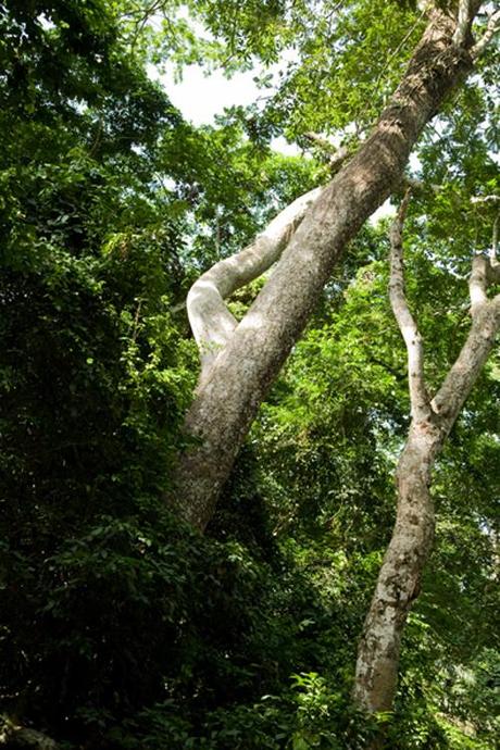 VIAGGIARE | Olumo Rock (Abeokuta) - Osun Sacred Forest (Oshogbo) VIAGGIARE | Olumo Rock (Abeokuta) - Osun Sacred Forest (Oshogbo)