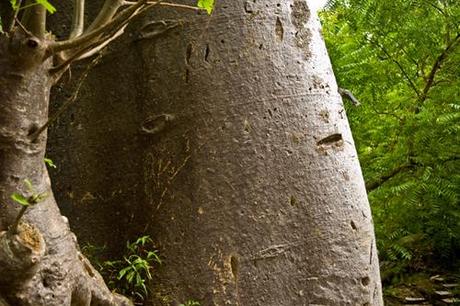 VIAGGIARE | Olumo Rock (Abeokuta) - Osun Sacred Forest (Oshogbo) VIAGGIARE | Olumo Rock (Abeokuta) - Osun Sacred Forest (Oshogbo)