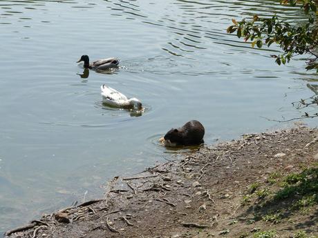 IL COYPU o NUTRIA (Myocastor coypus) E' FAUNA SELVATICA ITALIANA