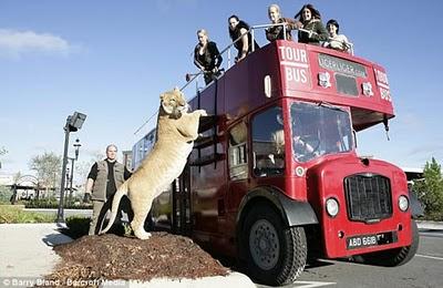 Ligre, il più grosso felino del mondo