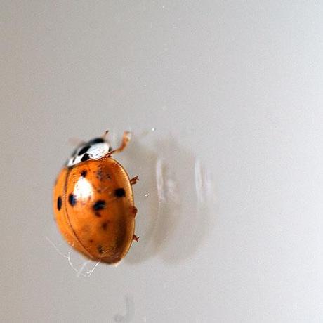 La coccinella sulla finestra / The ladybug on the window