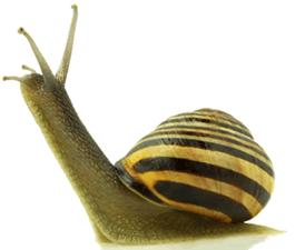 GOVERNO LOCALE E PREVENZIONE PALMIRA: Veniamo da lontano e andiamo lontano.