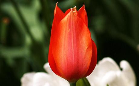 Wallpapers: 12 deliziosi sfondi con tulipani multicolore