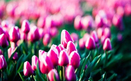 Wallpapers: 12 deliziosi sfondi con tulipani multicolore