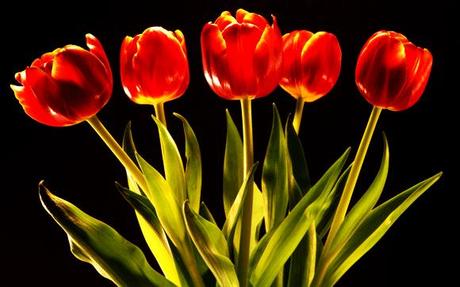 Wallpapers: 12 deliziosi sfondi con tulipani multicolore