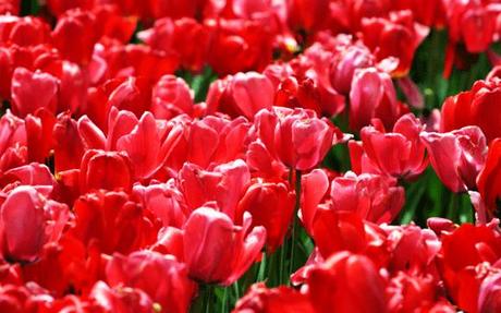 Wallpapers: 12 deliziosi sfondi con tulipani multicolore