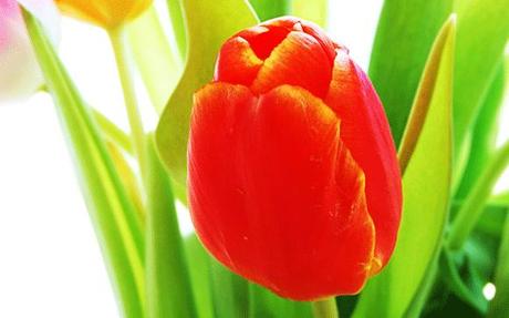 Wallpapers: 12 deliziosi sfondi con tulipani multicolore
