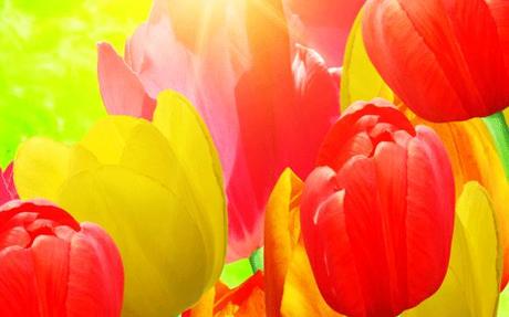 Wallpapers: 12 deliziosi sfondi con tulipani multicolore