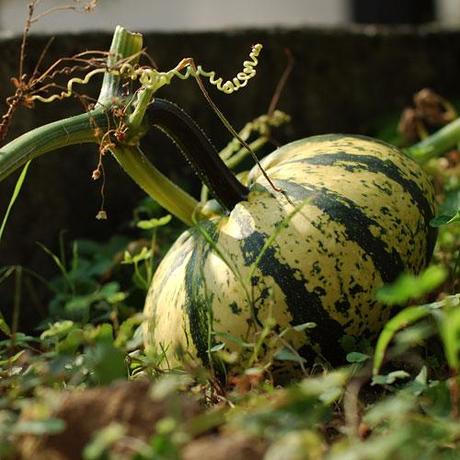 Le zucche nell’orto / The pumpkins in the garden