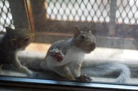 Nascita dello scoiattolo, la tana è su un balcone a N.Y.