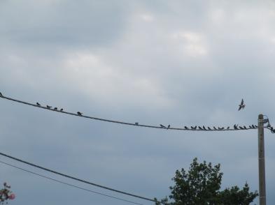rondini Prove di volo