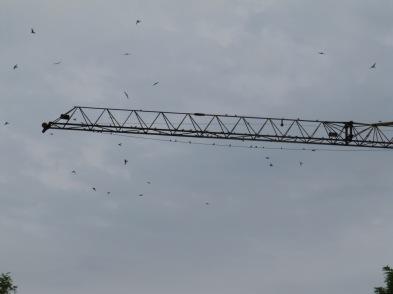 rondini1 Prove di volo