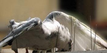 colombo Milano togliete quei respingitori killer da piazza Duomo