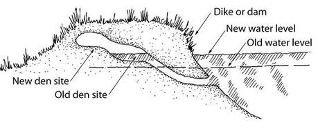 SULLE TANE DELLE NUTRIE