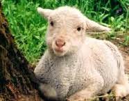 agnello Pensiero Pasquale per i politici