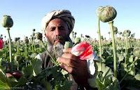 La produzione di oppio in Afghanistan: tra economia nazionale e traffici internazionali