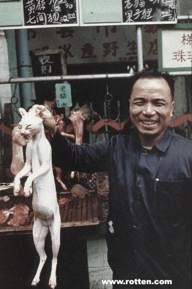 gattino “Fino a qui tutto bene”