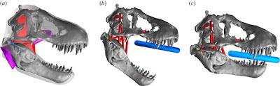 Il morso del Tyrannosaurus rex? Più potente del previsto