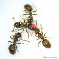 La vaccinazione sociale delle formiche