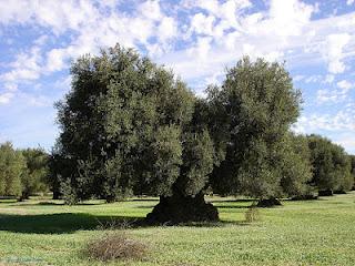 Nasce nel Salento il Parco degli olivi salvati.