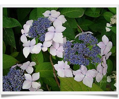 Hydrangea, alcune Varietà