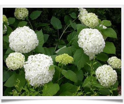 Hydrangea, alcune Varietà