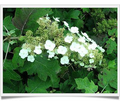 Hydrangea, alcune Varietà