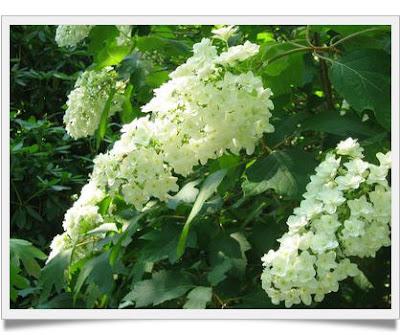 Hydrangea, alcune Varietà