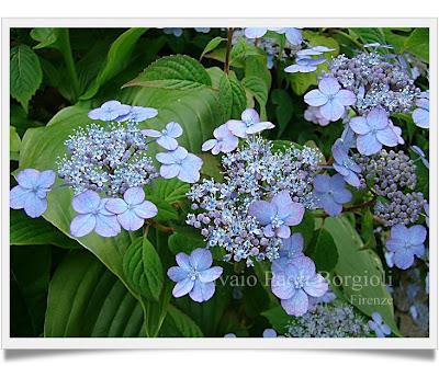 Hydrangea, alcune Varietà