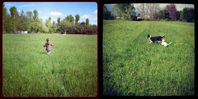 Frittata di Humulus lupulus, o come lo chiamiamo noi Luvertin Frittata di Humulus lupulus, o come lo chiamiamo noi Luvertin