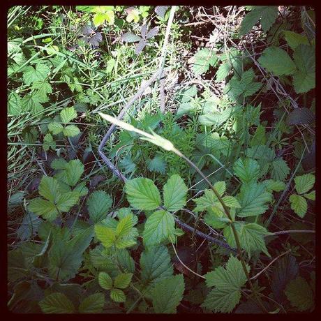 Frittata di Humulus lupulus, o come lo chiamiamo noi Luvertin Frittata di Humulus lupulus, o come lo chiamiamo noi Luvertin