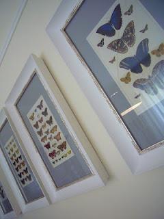 La collezione di farfalle a casa di Alessandra...