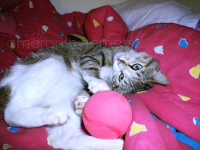 La vita di Lucky sul mio letto La vita di Lucky sul mio letto