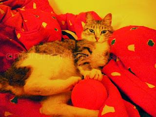 La vita di Lucky sul mio letto La vita di Lucky sul mio letto