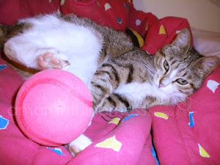 La vita di Lucky sul mio letto La vita di Lucky sul mio letto