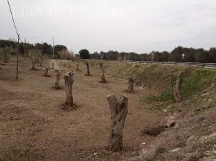 Sei tu, si! Proprio tu, che stai distruggendo la foresta degli ulivi del Salento leccese