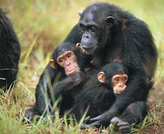 Scimpanzè, un'icona africana