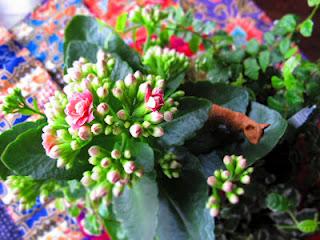 Kalanchoe, la pianta da abitare di aprile Kalanchoe, la pianta da abitare di aprile