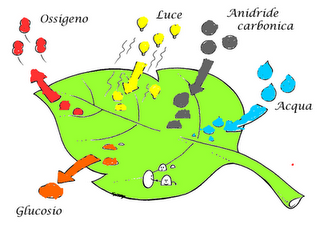 Il colore verde