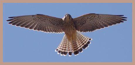 Un falco grillaio in volo