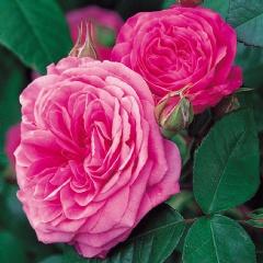 Rosa antica Gertrude Jekyll