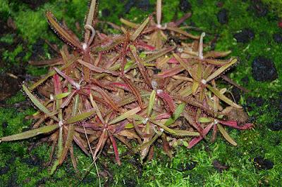 Piante carnivore: la Drosera