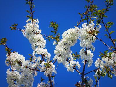 Pink & White on Blue